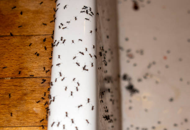 Best Residential Pest Control  in Lambertville, NJ